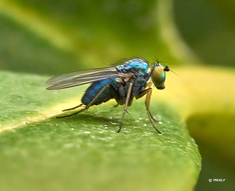 Chrysotus f 22 t 1-320s iso 200150
