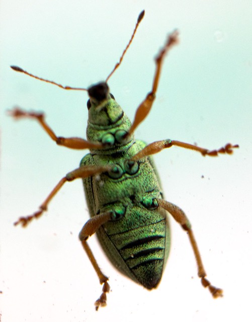 Groene struiksnuitkever_DSC2315
