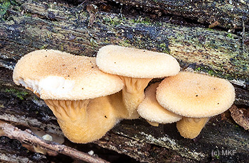 hanenkam D81 0371