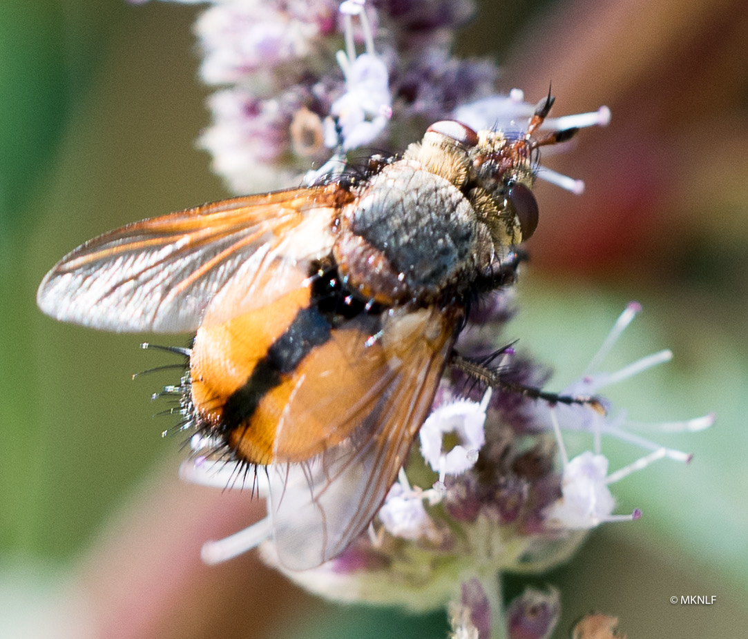 Hoogerheide 2019 Tachina fera magnicornis (1 van 1)-7