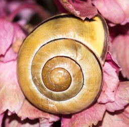 Hoogerheide Gewone Tuinslak forma Geel middenband Cepaea nemoralis forma Y00300  14-07-2019 (1 van 3)