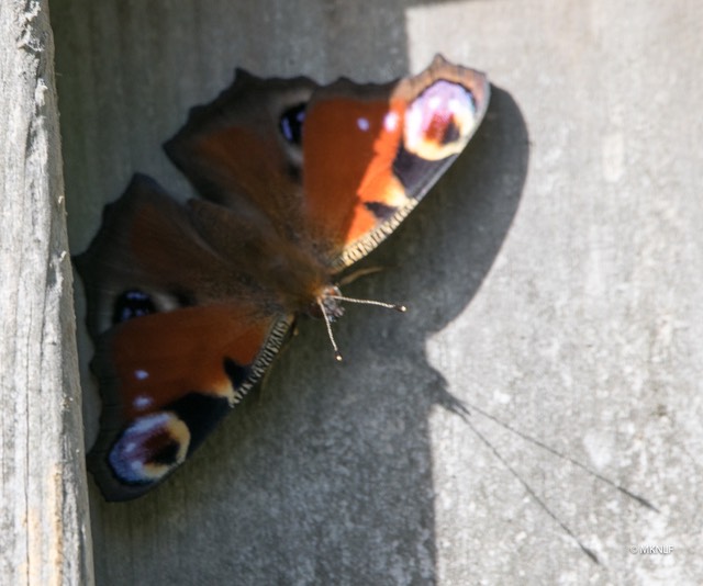 Hoogerheide sept 2019 dagpauwoog (1 van 1)