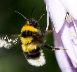 Hoogerheide tuinhommel 06-07-2019 (1 van 1)