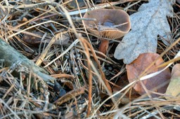 levermelkzwam_DSC_2285