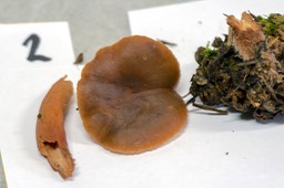 levermelkzwam_pd2_DSC_2316