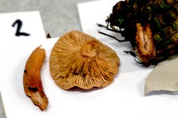 levermelkzwam_pd2_DSC_2317