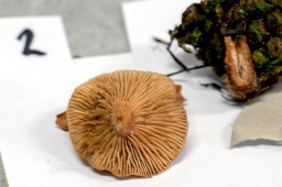 levermelkzwam_pd2_DSC_2318