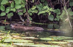 Ligny 2019 muskusrat (1 van 1)