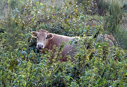 maraichine koe D81 0243