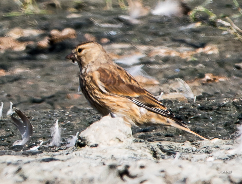 Neeltje Jans 20 sept 2019 kneu (1 van 1)-7
