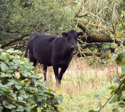 Oisterwijk sept 2019 koe (1 van 1)