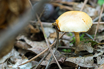 paddenstoel D81 0366