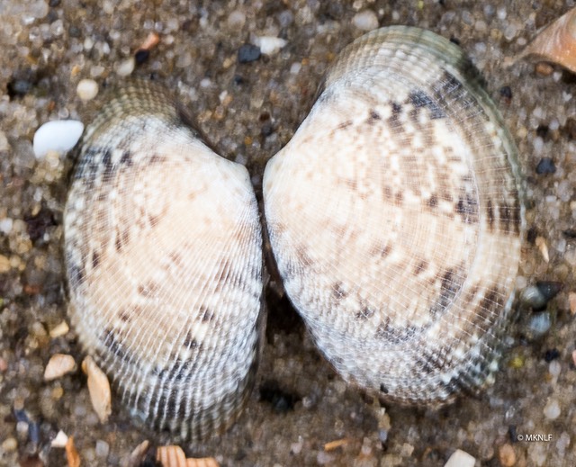 Philipijnse tapijtschelp (1 van 1)