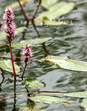 polygonum DSC2240