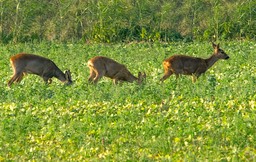 reeen_DSC2561