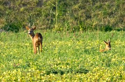reeen_DSC2574