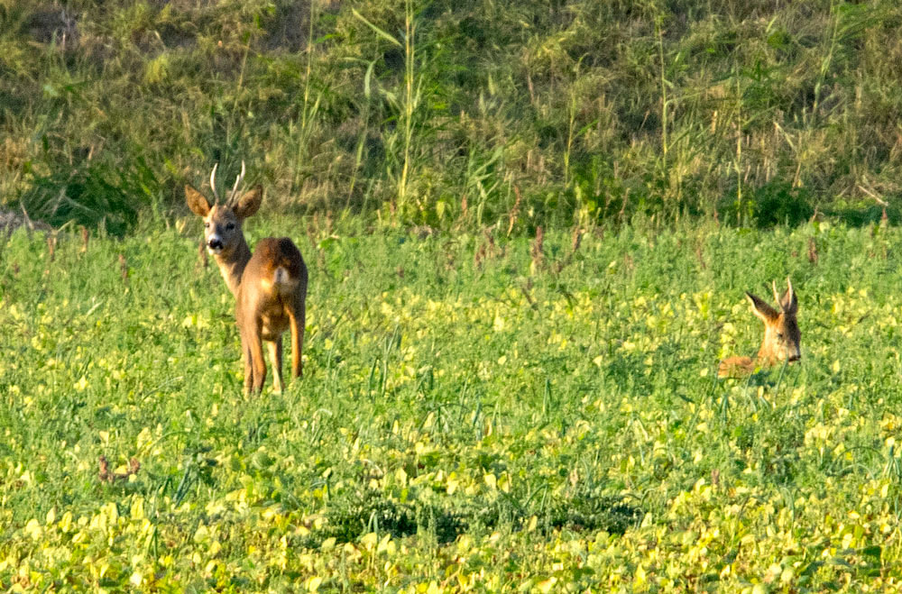 reeen_DSC2574