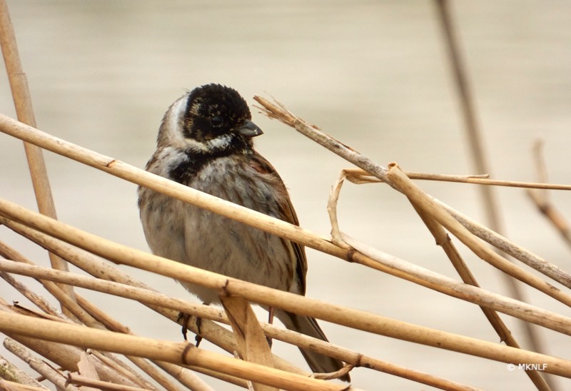 rietgors_ISO_100_1-400sec_f8_539mm