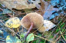 rimpelende_melkzwam_DSC_2235