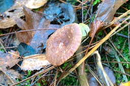 rimpelende_melkzwam_DSC_2234