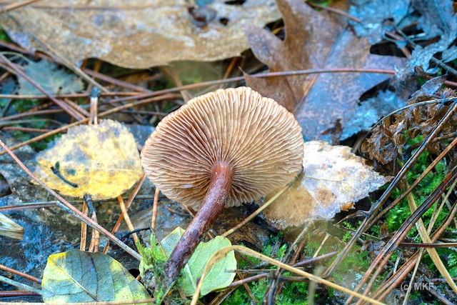 rimpelende_melkzwam_DSC_2235