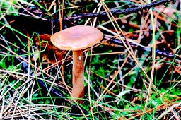 rossige_melkzwam_DSC_2203
