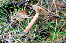 rossige_melkzwam_DSC_2204