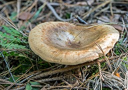 smakelijke melkzwam D81 0409