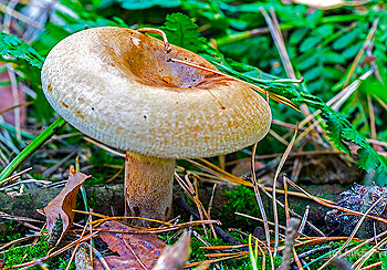 smakelijke melkzwam D81 0407