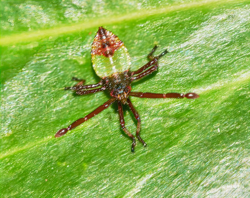 smalle randwants_ISO_200_1-250sec_f22_150mm 16