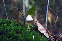 sparrenstinktaailing_DSC_2089