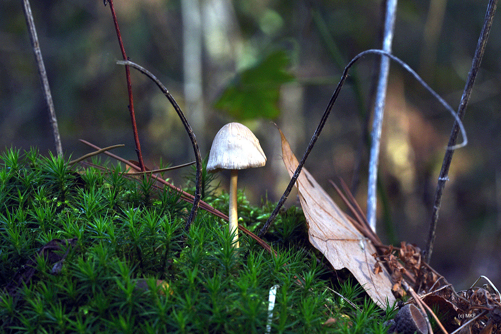 sparrenstinktaailing_DSC_2089