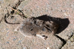 spitsmuis1 (1 van 1)