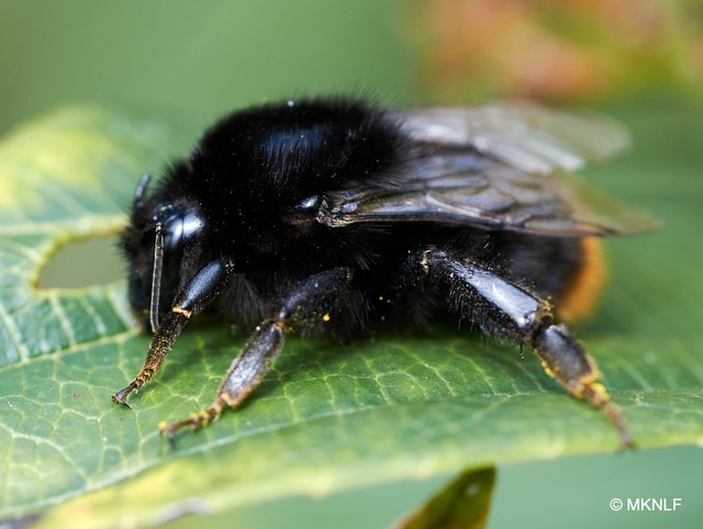 steenhommel