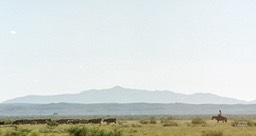 Texas cowboy  (1 van 1)