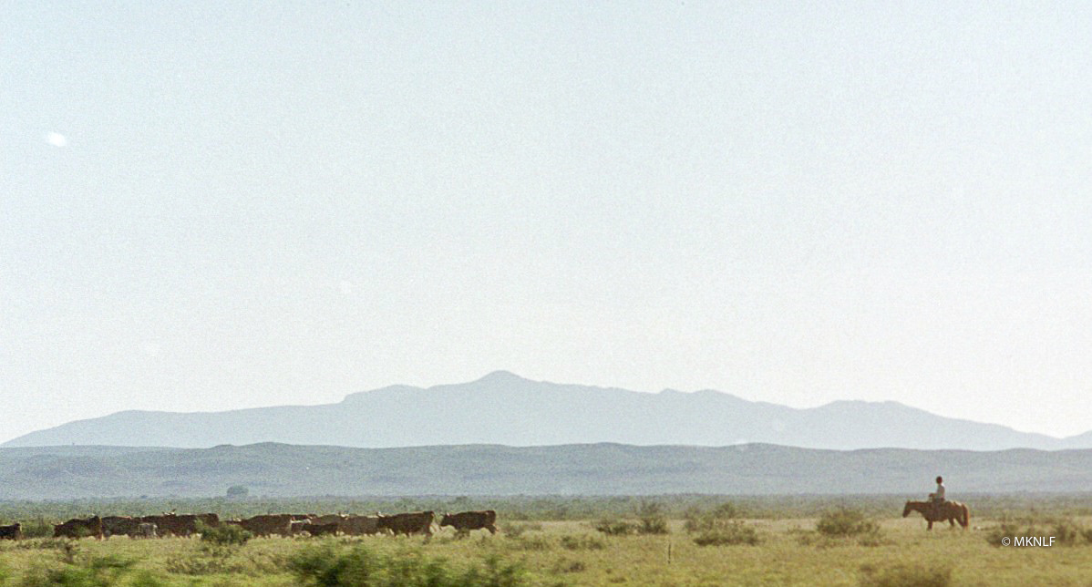 Texas cowboy  (1 van 1)