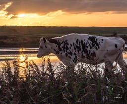 Tholen Schakerloopolder sept 2019 koe(avond) (1 van 1)