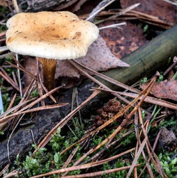 Valse Hanenkam Staartsche Duinen 01-12-2018 (1 van 1)