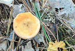 valse_hanenkam_D81_0322