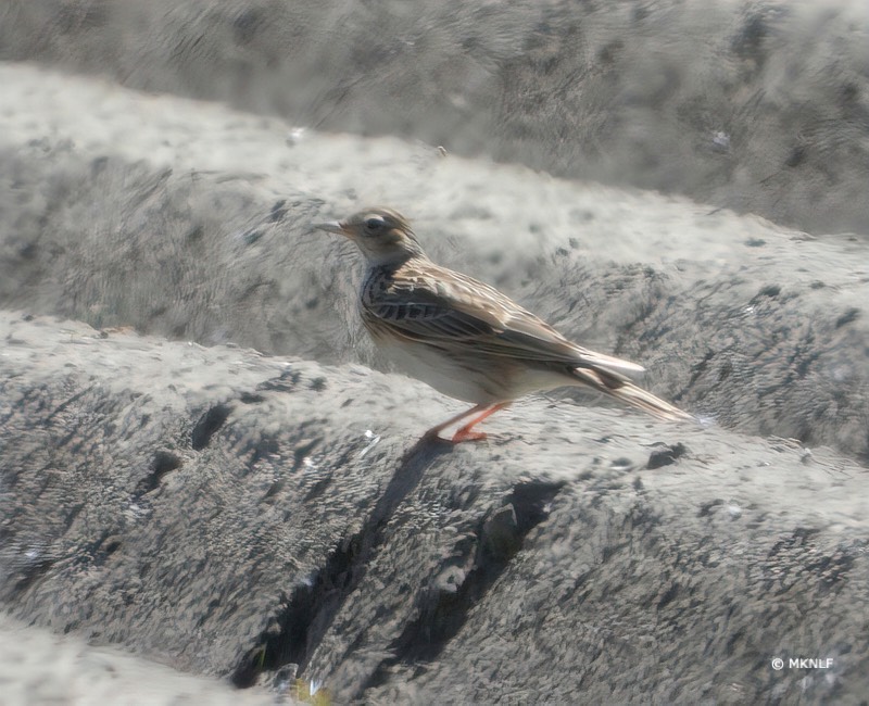 veldleeuwerik_ISO_100_1-200sec_f8_539mm 1