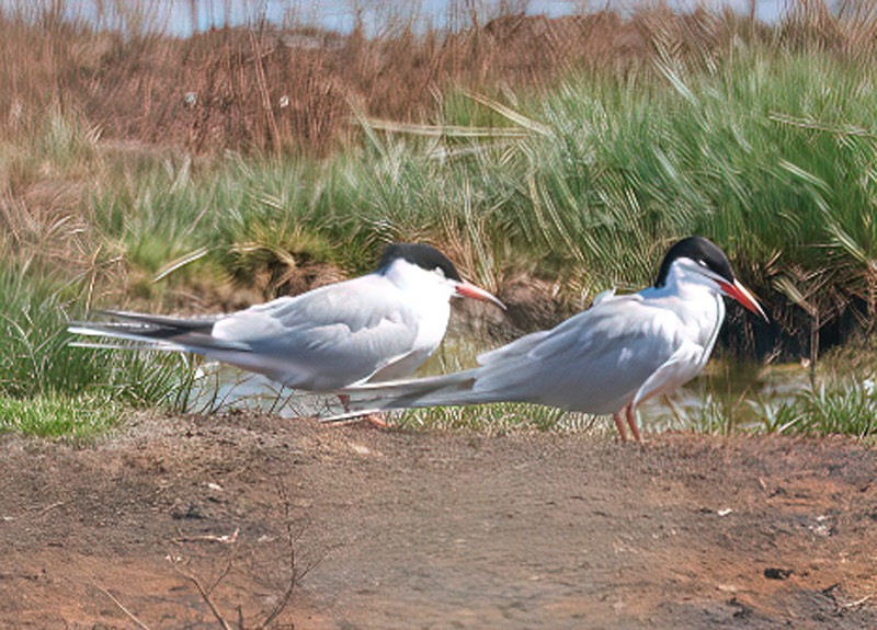 visdief_ISO_200_1-400sec_f7.1_360mm