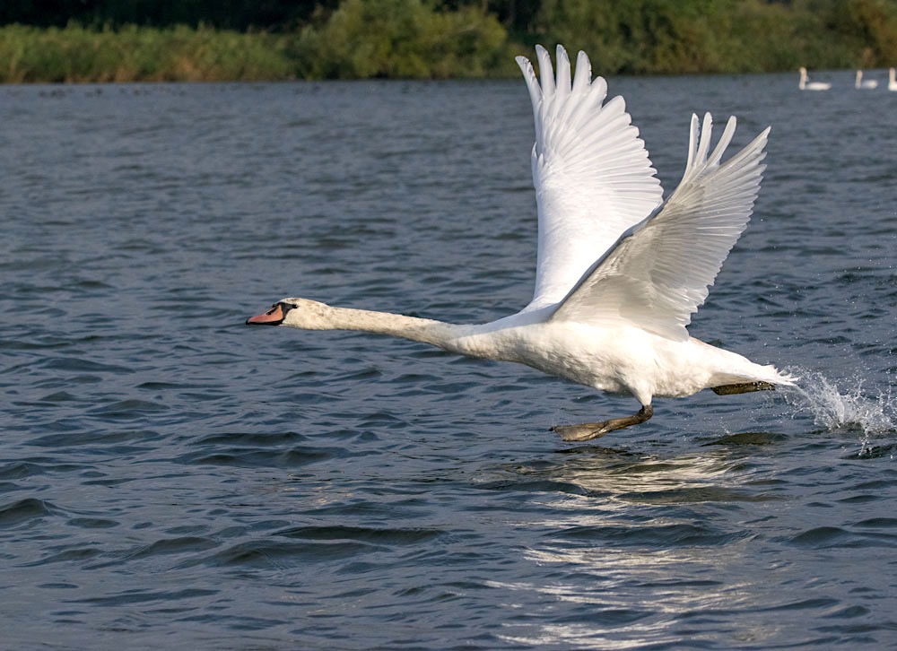 zwaan DSC2008